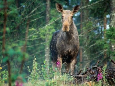 Verantwortungsvolle Wildtier-Safari von Stockholm aus