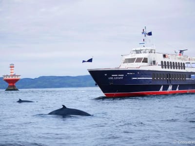 Whale watching cruise in Tadoussac, Quebec