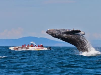 Marine Big 5 Excursion in Cape Town