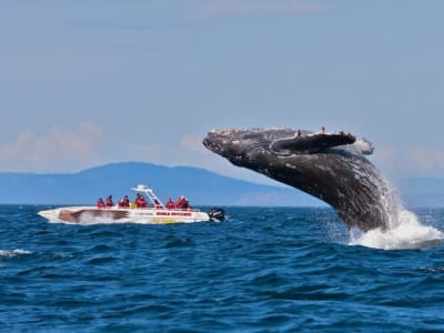 Safari en mer au Cap