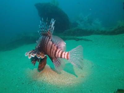 Excursions de plongée sous-marine sur les récifs et les épaves de la côte d'Umkomaas, près de Durban.