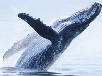 Whale watching sailboat tour in Moorea