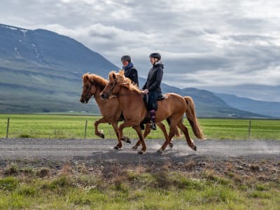 Private Horseback Riding Lessons in Varmahlid, Iceland