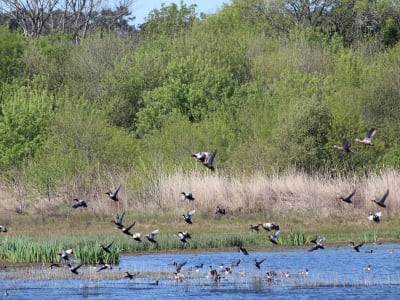 Geführte Vogelbeobachtungstour im Naturschutzgebiet der Lagunen San Andres und Sancha in der Nähe von Comporta