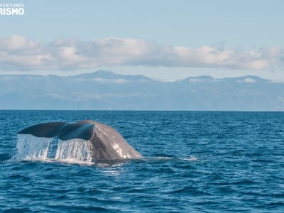 Excursión de observación de ballenas y delfines y visita al islote de Vila Franca en São Miguel