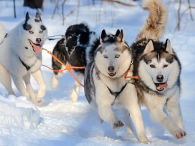 Selbstfahrer-Hundeschlittenfahrt bei Rovaniemi