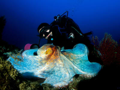 Scuba Diving Boat Trip on the Makarska Riviera