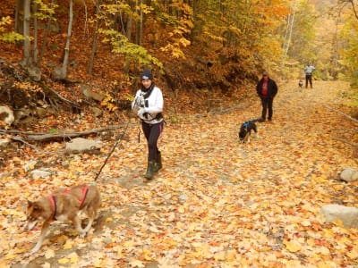 Descubrir el canicross cerca de Montreal