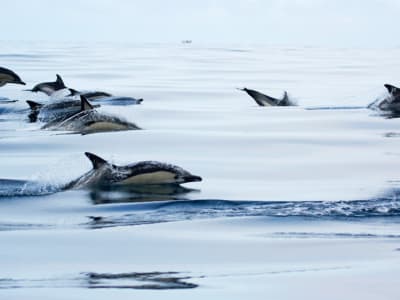 Swimming with dolphins in São Miguel from Ponta Delgada, Azores