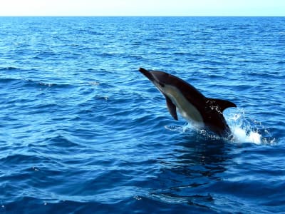 Dolphin watching excursion from Sesimbra