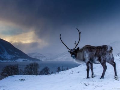 Excursion dans la nature arctique sur l'île de Kvaløya au départ de Tromsø