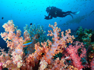 Formation de plongée PADI Discover Scuba Diving au Cap