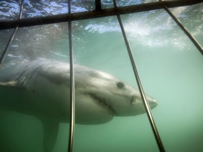 Plongée en cage avec des requins blancs à Mossel Bay