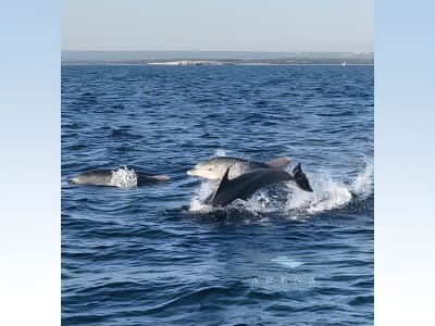 Excursion en bateau pour observer les dauphins et le coucher du soleil avec dîner dans le parc national de Brijuni, près de Pula