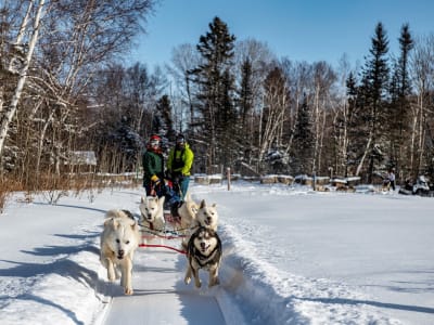 Découverte du chien de traîneau sur le fjord du Saguenay près de Tadoussac