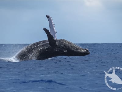 Observation des baleines à Tahiti depuis Taravao