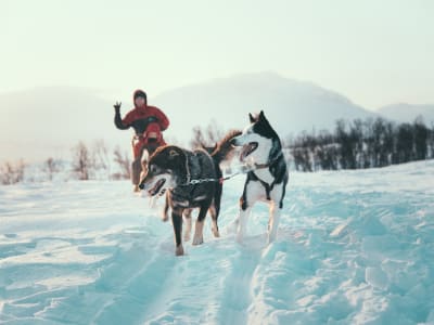 Excursion de conduite en traîneau à chiens à Kvaløya au départ de Tromsø