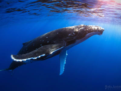 Excursion d'observation des baleines en bateau à Moorea