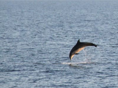 Delfin-Kreuzfahrt bei Sonnenuntergang mit Abendessen in Pula