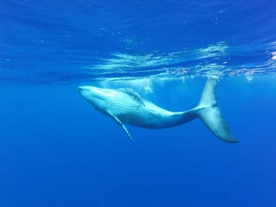 Experiencia de observación de ballenas y natación en Bora Bora