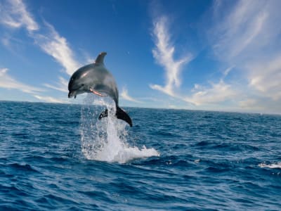 Whale and Dolphin watching boat tour in Los Gigantes, Tenerife