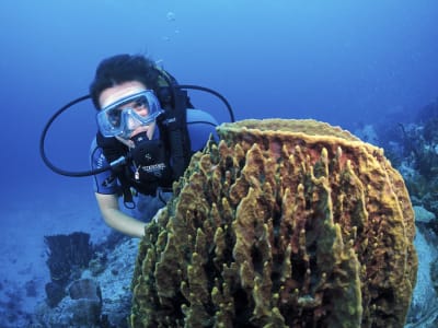 First dive in Les Trois-Îlets, Martinique