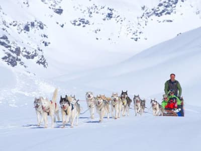 Excursión autoguiada intermedia en trineo de perros desde Ekorrsele, en Västerbotten