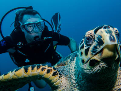 Two tank dives in Saint-François, Guadeloupe