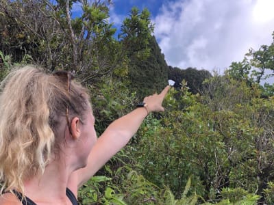 Wandern in der Mou'a Puta auf Moorea