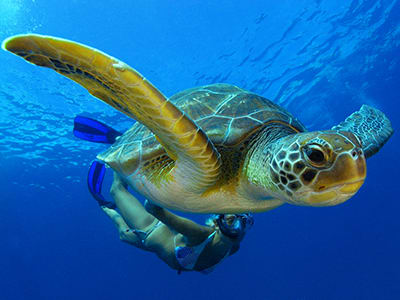 Schnorchelausflug mit dem Boot zu den Schildkröten von Playa de las Américas, Teneriffa