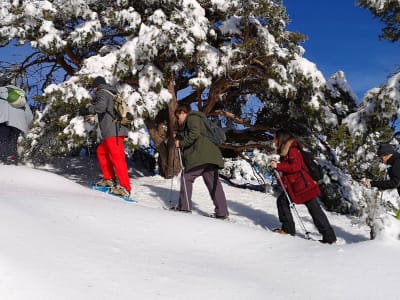 Snowshoeing excursion in Navacerreda, Madrid