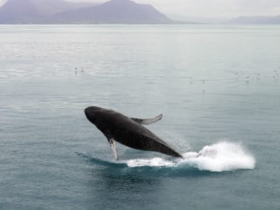 Avistamiento de ballenas Akureyri