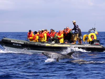 Wal- und Delfinbeobachtungsexpedition in Sao Miguel