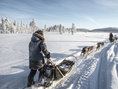 Nuit d'aventure en traîneau à chiens à Kiruna