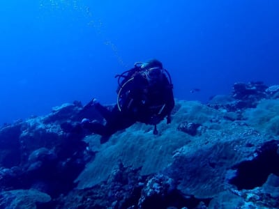 Plongée exploration à Blue Bay, Île Maurice