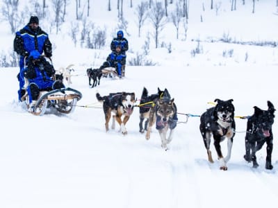 Balade en chiens de traîneau près des Alpes de Lyngen au départ de Tromsø