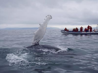 Observation des baleines et des macareux à partir de Reykjavík