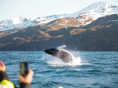 Klimaneutrale Walbeobachtung auf einem Elektroboot ab Húsavík, Island