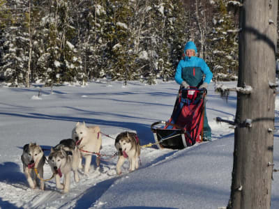 Experiencia privada de 3 días con huskies desde Strömsund, en el condado de Jämtland