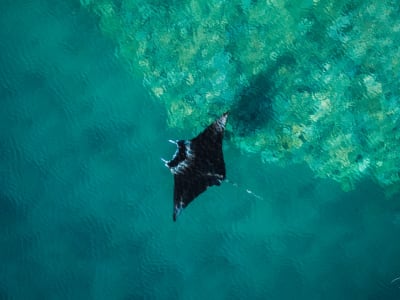 Beaufsichtigtes Tauchen mit Ausrüstungsverleih auf der Insel Mayotte