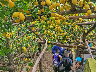 Senderismo privado por el Sendero de los Limones desde Ravello, Costa Amalfitana