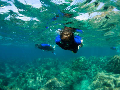 Excursion snorkeling guidée à Nice dans la rade de Villefranche-sur-Mer