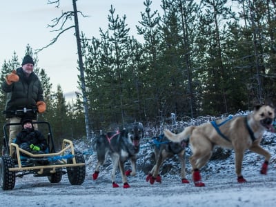 Excursión en cani-kart desde Rovaniemi