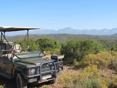 3D/2N Garden Route Tour und Safari ab Kapstadt