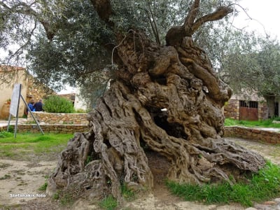 Circuit touristique privé en minibus depuis la Canée avec visite d’un moulin à huile d’olive en Crète