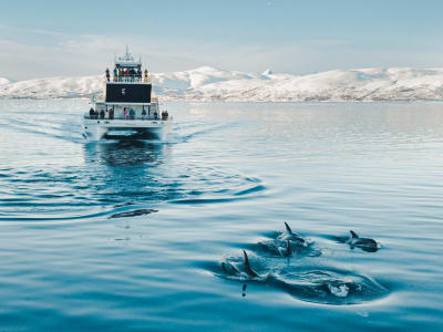 Croisière panoramique dans les fjords et la faune au départ de Tromsø