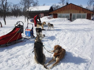 Overnight Dog sledding Expedition in Varanger near Nesseby