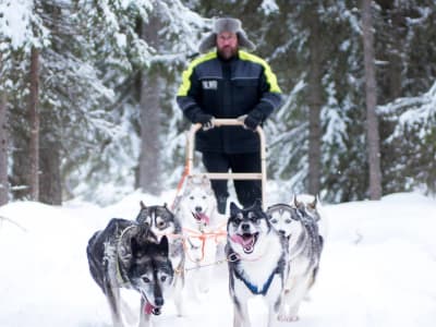 Excursion en traîneau à chiens dans la Laponie suédoise au départ de Luleå