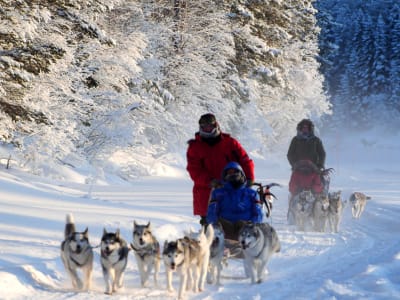 Trineo de perros para principiantes desde Ekorrsele, en Västerbotten