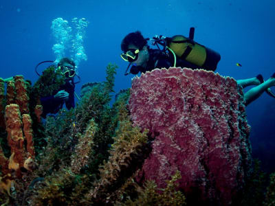 Refresher Dive in Les Trois-Îlets, Martinique